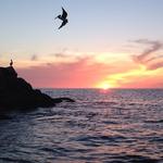 Pelicans at mouth of Marina del Rey harbor (taken by Chris Potter on Solymar in 2013)...